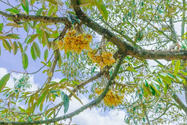 Floração e cultivo de flores durianas em árvores em abril — Fotografia de Stock