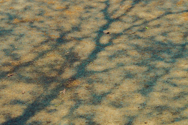 L'ombre des branches d'arbres qui feuilles de Moscno en été — Photo