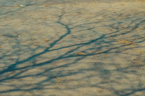 Stín větví stromů, které v létě nelistují — Stock fotografie