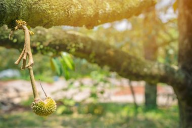 Çiçekli ve Chanthaburi, Tayland Nisan ayında ağaçlarda durian çiçek büyüyen