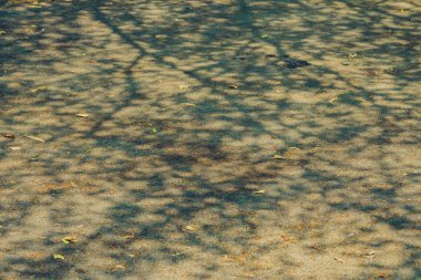 Yazın yapraksız kalan ağaç dallarının gölgesi. 