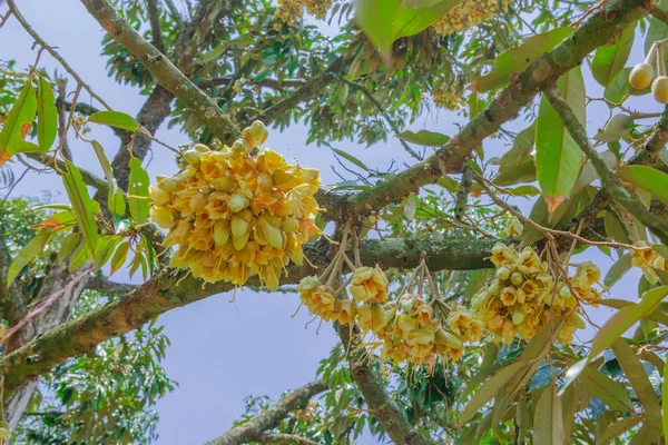 Floração e cultivo de flores durianas em árvores em abril em Chanthaburi, Tailândia — Fotografia de Stock