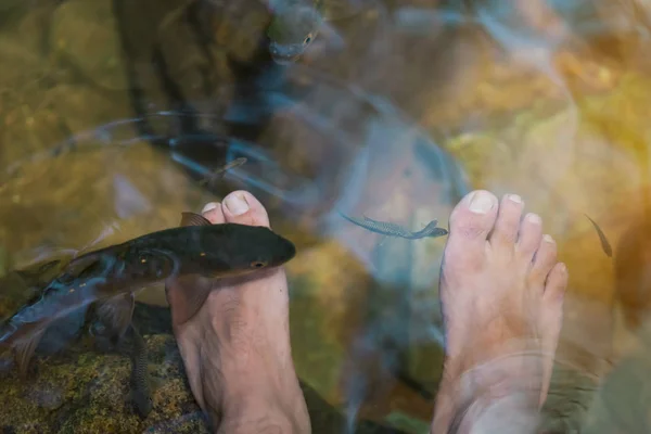 Giovane uomo che ha Antimony pesce terapia termale e massaggio ai piedi in cascata . — Foto Stock