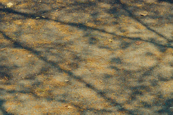 L'ombre des branches d'arbres qui feuilles de Moscno en été — Photo