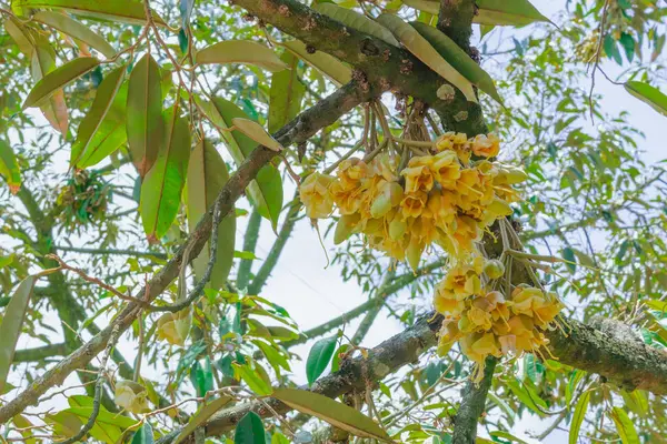 Floração e cultivo de flores durianas em árvores em abril — Fotografia de Stock