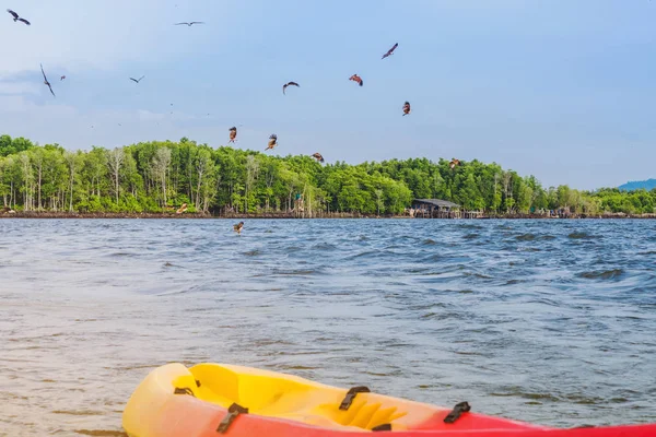 Vacker natur i röda hökar medan du flyger för att hitta mat med kajaker som flyter i havet — Stockfoto