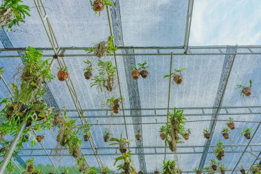 Birçok orkide bahçede üstüne bir güneşlik ile çelik bir demiryolu asılı, birçok tencerede yetiştirilen.