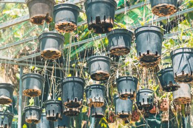 Birçok orkide bahçede üstüne bir güneşlik ile çelik bir demiryolu asılı, birçok tencerede yetiştirilen.