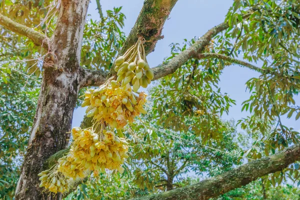 Floração e cultivo de flores durianas em árvores em abril em Chanthaburi, Tailândia — Fotografia de Stock