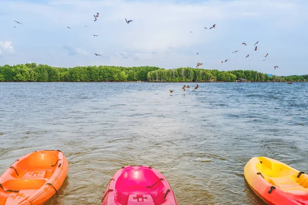 Beau paysage des faucons rouges tout en volant pour trouver de la nourriture avec des kayaks flottant dans la mer — Photo