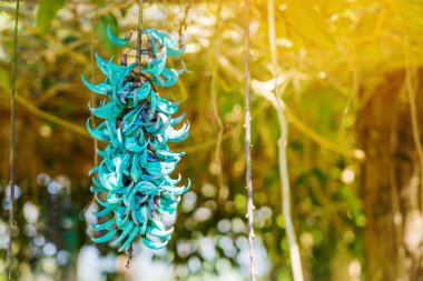 Dalat, Vietnam 'da Kaplan Pençesi çiçeklerinin güzel mavi moru