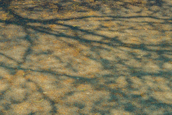 L'ombre des branches d'arbres qui feuilles de Moscno en été — Photo