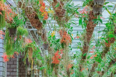 Birçok orkide bahçede üstüne bir güneşlik ile çelik bir demiryolu asılı, birçok tencerede yetiştirilen.