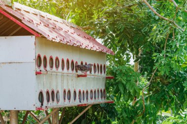 Vietnam halkının yemek için yetiştirdiği güvercinler için bir apartman dairesi..