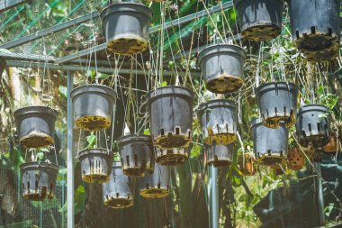 Birçok orkide bahçede üstüne bir güneşlik ile çelik bir demiryolu asılı, birçok tencerede yetiştirilen.