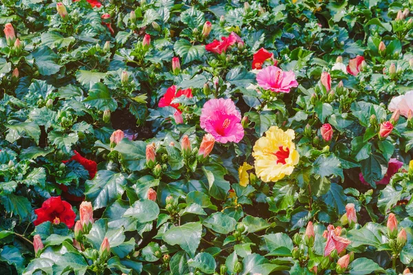 Bonito de flores de hibisco coloridas no jardim público — Fotografia de Stock