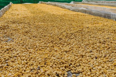 Luwak kahve, yağsız kahve çekirdekleri,