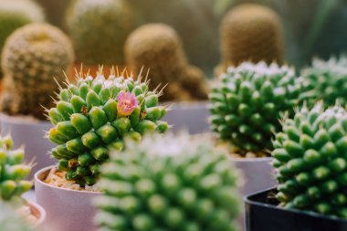 Kahve dükkanlarında süslemek için çeşitli tencereküçük kaktüs ve etli bitkilerin Çeşitli