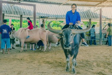 Suphan Buri Tayland-2 Nisan: tanımlanamayan turistler Buffalo binmek öğrenmeye çalışın