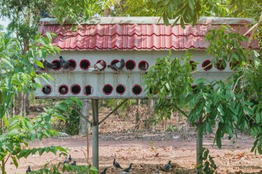 Vietnam halkının yemek için yetiştirdiği güvercinler için bir apartman dairesi..