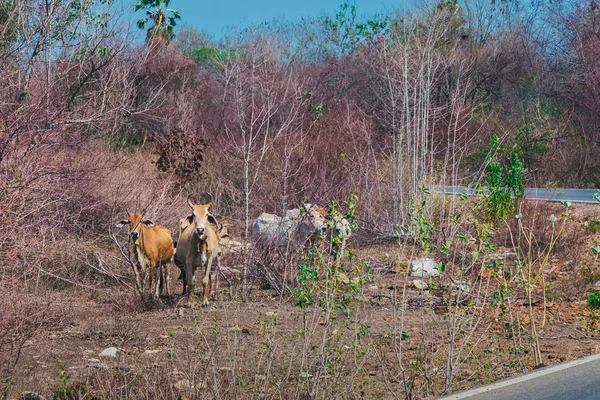 Herd of cows walk for food on the side of the road in the midst of dry trees on April of Thailand.