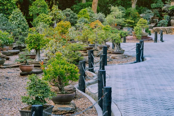 Variation av bonsai träd planterades i krukor och var många sorteras för dekoration i offentlig trädgård. — Stockfoto