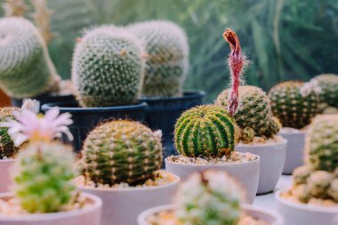 Kahve dükkanlarında süslemek için çeşitli tencereküçük kaktüs ve etli bitkilerin Çeşitli