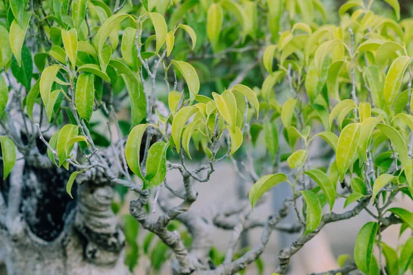 Variedade de árvores Bonsai foram plantadas em vasos e foi muitos classificados para decoração em jardim público . — Fotografia de Stock