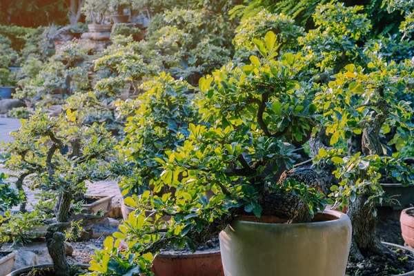 Variation av bonsai träd planterades i krukor och var många sorteras för dekoration i offentlig trädgård. — Stockfoto