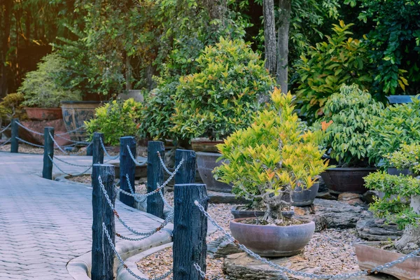 Variation av bonsai träd planterades i krukor och var många sorteras för dekoration i offentlig trädgård. — Stockfoto