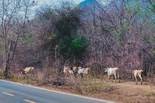Herd of cows walk for food on the side of the road in the midst of dry trees on April of Thailand.