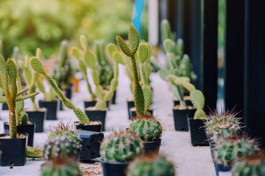 Çeşitli kaplarda küçük kaktüs ve etli bitkilerin çeşitliliği 