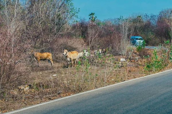 Herd of cows walk for food on the side of the road in the midst of dry trees