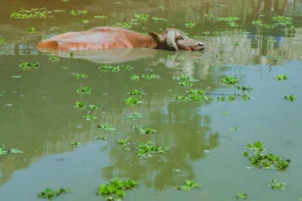 Albino Buffalo nadando no pântano em Thai Buffalo Conservation Village — Fotografia de Stock