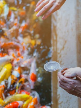 Mutluluk ailesi Japon Bahçe gölet birçok fantezi Koi sazan beslemek için birbirlerine yardımcı oluyor