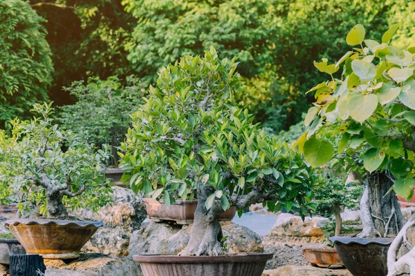 Bonsai ağaçlarının çeşitli tencere dikildi ve birçok kamu bahçesinde dekorasyon için sıralanmış oldu. — Stok fotoğraf