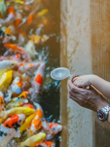 행복 가족은 일본 정원의 연못에서 많은 멋진 잉어 잉어를 먹이는 서로 돕고 있다. — 스톡 사진