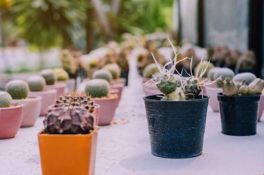 Kahve dükkanlarında süslemek için çeşitli tencereküçük kaktüs ve etli bitkilerin Çeşitli
