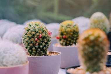 Kahve dükkanlarında süslemek için çeşitli tencereküçük kaktüs ve etli bitkilerin Çeşitli