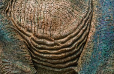 Renkli ve dinazor modelinin desenleri çimentoyla yaratılmış.