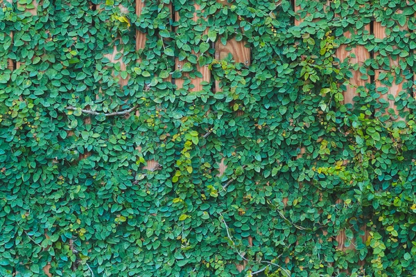 Schöne grüne Efeublätter klettern an einer Holzwand. Holzbohlen mit grünen Blättern bedeckt — Stockfoto