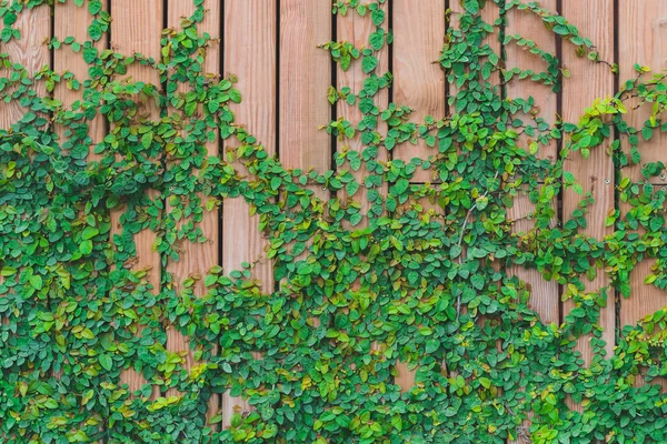 Belles feuilles de lierre vert grimpant sur un mur en bois. planches de bois recouvertes de feuilles vertes — Photo