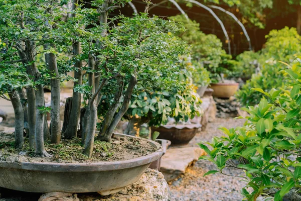 Variation av bonsai träd planterades i krukor och var många sorteras för dekoration i offentlig trädgård. — Stockfoto