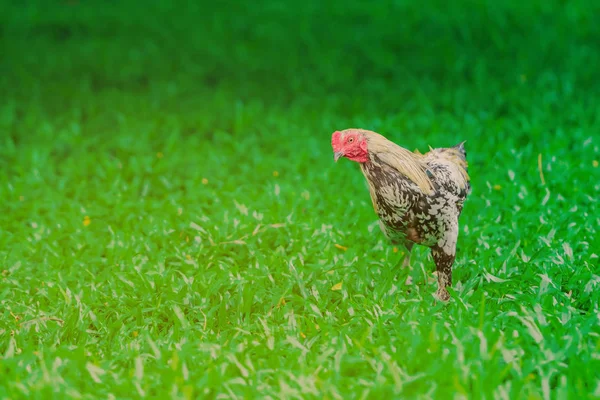 Haan en kip ontspannen en eten vinden in het groene veld. — Stockfoto