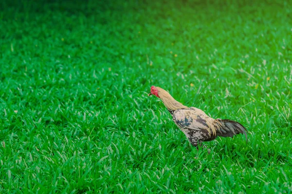 Haan en kip ontspannen en eten vinden in het groene veld. — Stockfoto