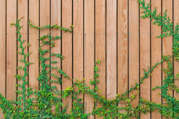 Hermosas hojas de hiedra verde escalando en la pared de madera. tablones de madera recubiertos de hojas verdes —  Fotos de Stock
