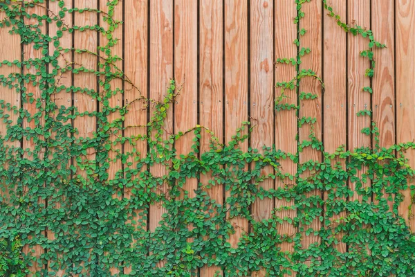 Schöne grüne Efeublätter klettern an einer Holzwand. Holzbohlen mit grünen Blättern bedeckt. — Stockfoto