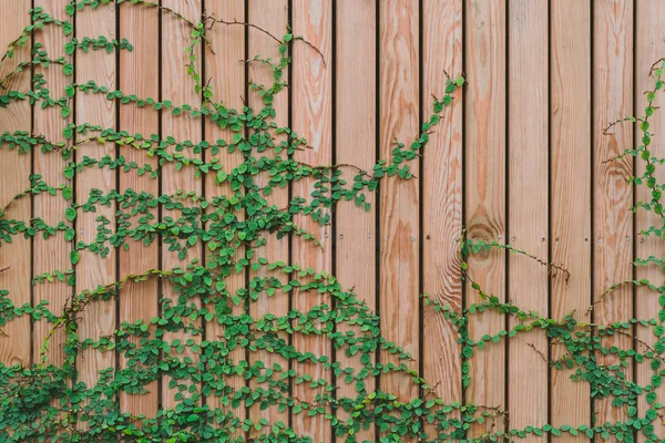 Schöne grüne Efeublätter klettern an einer Holzwand. Holzbohlen mit grünen Blättern bedeckt. — Stockfoto