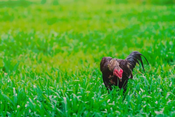 Haan en kip ontspannen en eten vinden in het groene veld. — Stockfoto