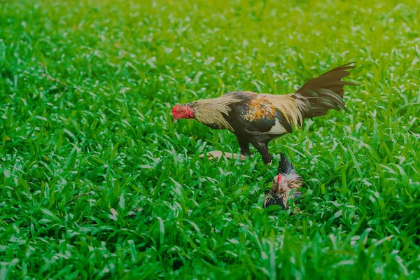 Haan en kip ontspannen en eten vinden in het groene veld. — Stockfoto
